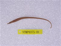 藏品(橫帶海龍)的圖片